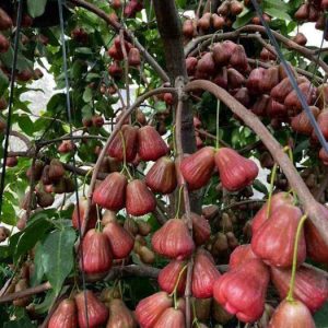 Đặc điểm giống mận hồng Sóc Trăng (mận hồng MST)