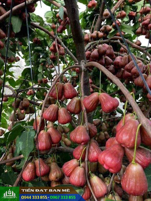 dac_diem_giong_man_hong_mst Đặc điểm giống mận hồng Sóc Trăng (mận hồng MST)