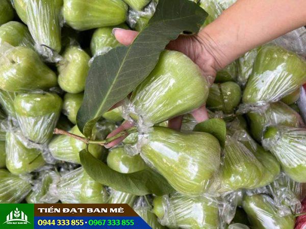 Đặc điểm và kỹ thuật trồng mận xanh Tam Hoa