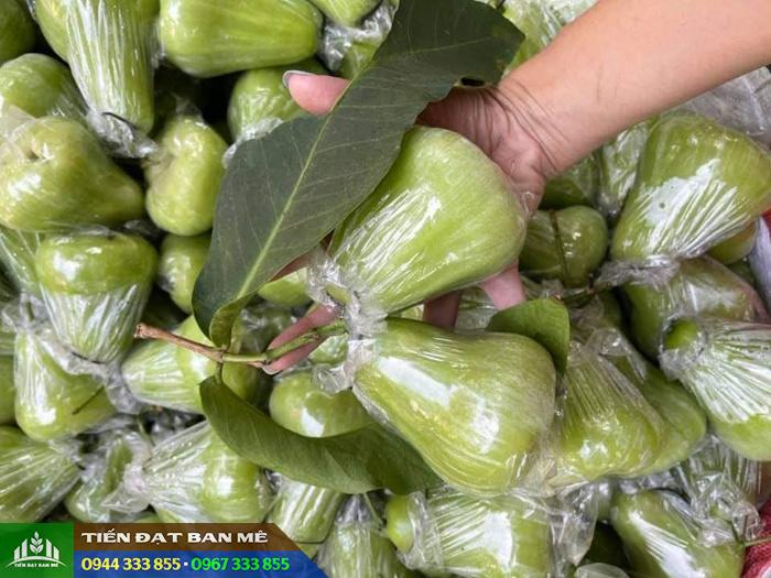 dac_diem_giong_man_xanh_tam_hoa Đặc điểm và kỹ thuật trồng mận xanh Tam Hoa