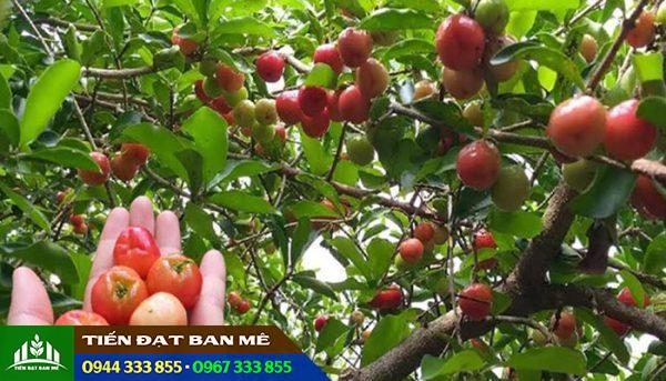 Đặc điểm và kỹ thuật trồng cây sơ ri Thái