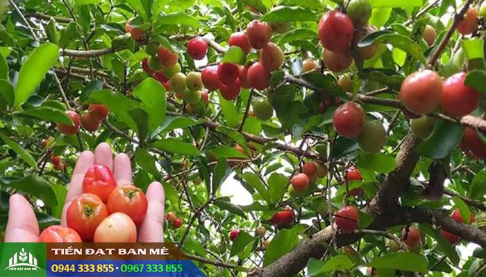 Đặc điểm và kỹ thuật trồng cây sơ ri Thái