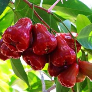 Đặc điểm và kỹ thuật trồng giống mận An Phước
