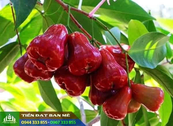 Đặc điểm và kỹ thuật trồng giống mận An Phước