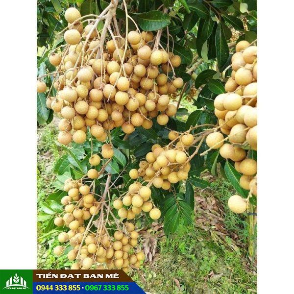 Đặc điểm và kỹ thuật trồng nhãn tiêu da bò