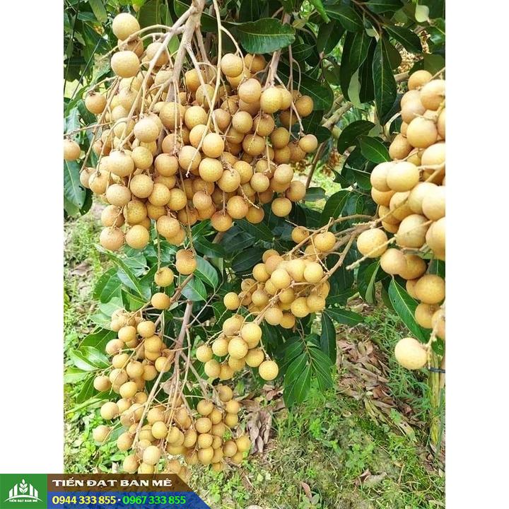 Đặc điểm và kỹ thuật trồng nhãn tiêu da bò