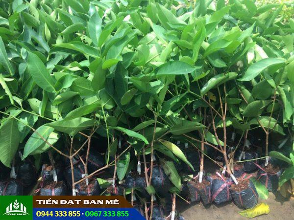 Giá bán và địa chỉ cung cấp cây giống mận An Phước