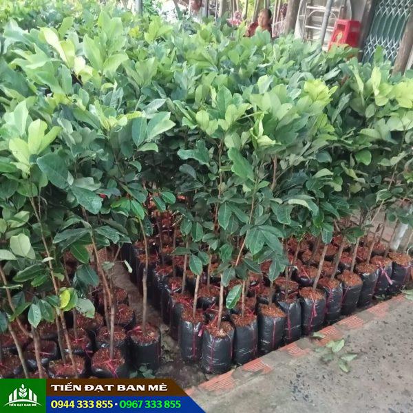 Giá bán và địa chỉ cung cấp giống cây chôm chôm