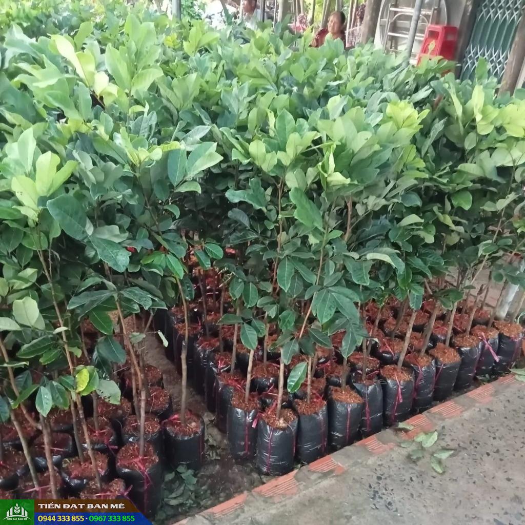 Giá bán và địa chỉ cung cấp giống cây chôm chôm