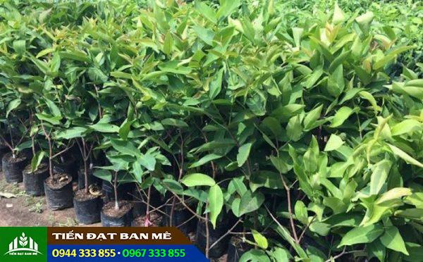 Giá bán và địa chỉ cung cấp giống cây mận trắng