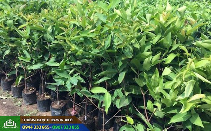 dia_chi_cung_cap_cay_giong_man_trang Giá bán và địa chỉ cung cấp giống cây mận trắng