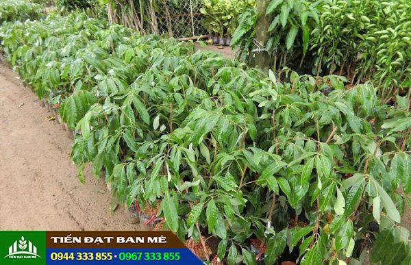 Giá bán và địa chỉ cung cấp giống nhãn hương chi