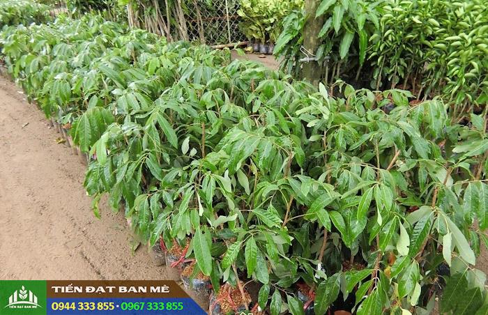 Giá bán và địa chỉ cung cấp giống nhãn hương chi