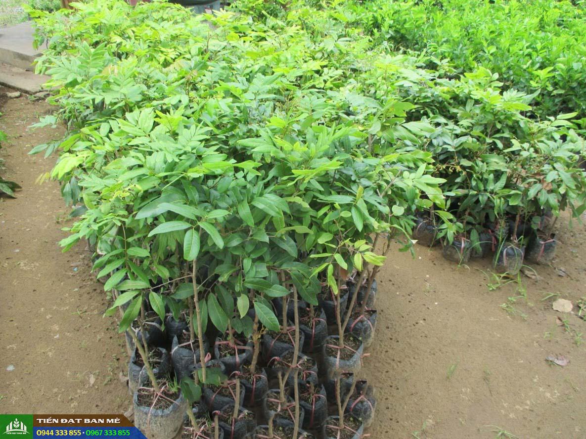 gia_ban_va_dia_chi_cung_cap_giong_nhan_tieu_da_bo Giá bán và địa chỉ cung cấp giống nhãn tiêu da bò