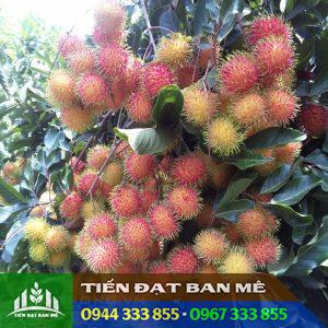 Giống cây chôm chôm Thái (chôm chôm tróc)