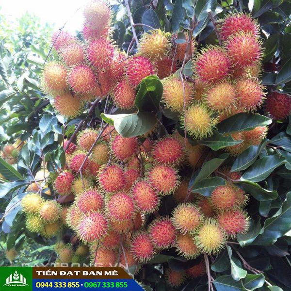 Giống cây chôm chôm Thái (chôm chôm tróc)