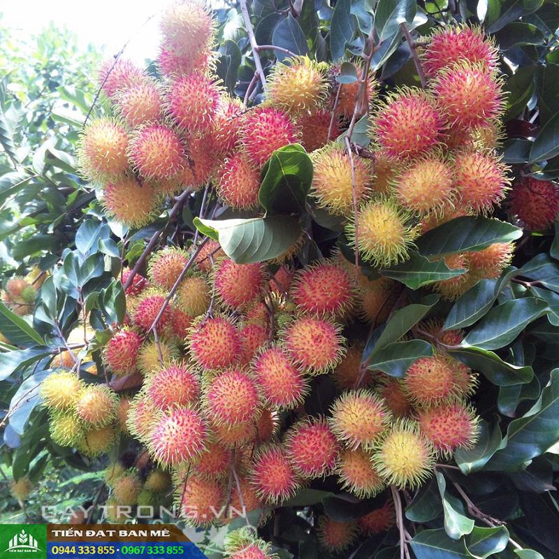 Giống cây chôm chôm Thái (chôm chôm tróc)