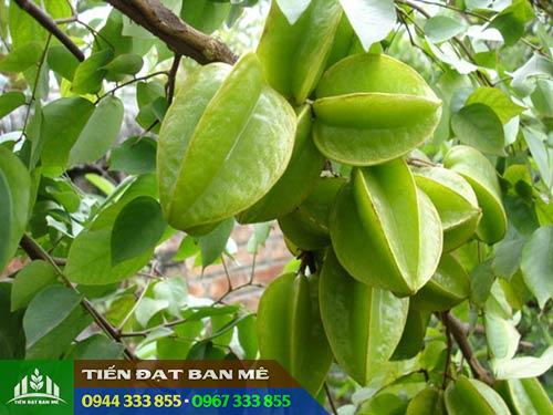 Mua cây giống khế chua ở đâu?