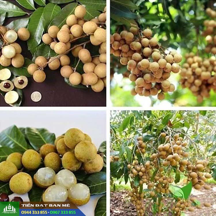 Giống cây nhãn tiêu da bò