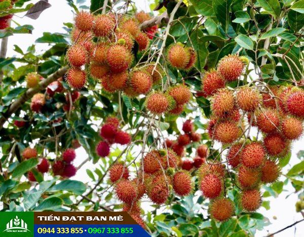 Giống chôm chôm nhãn
