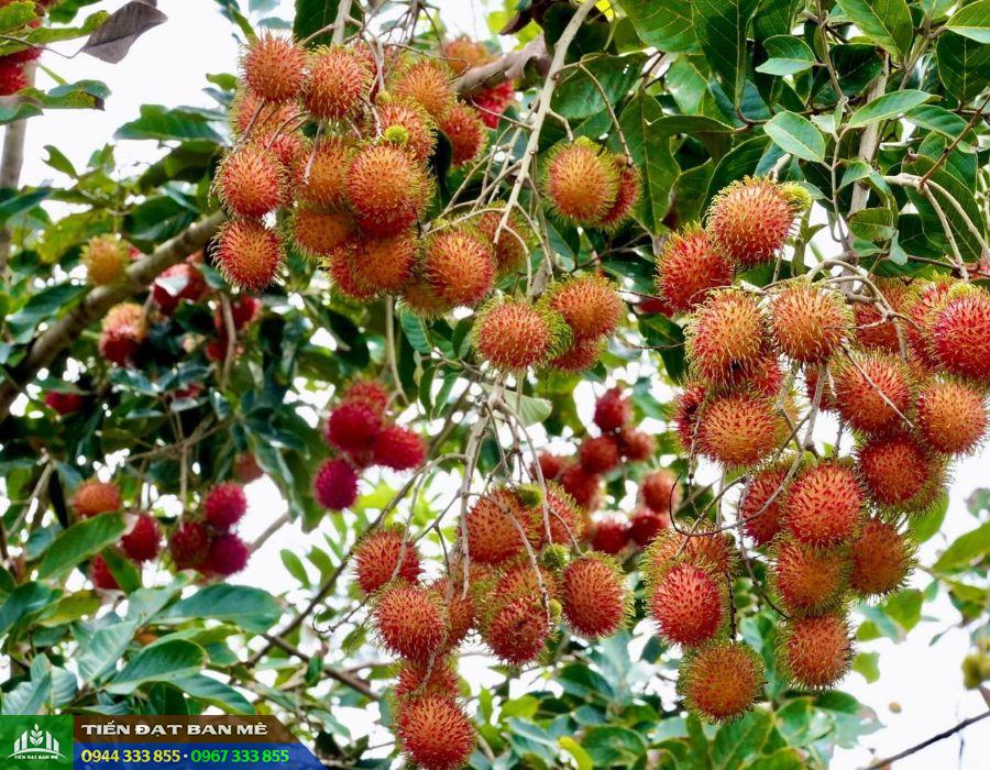 Giống chôm chôm nhãn