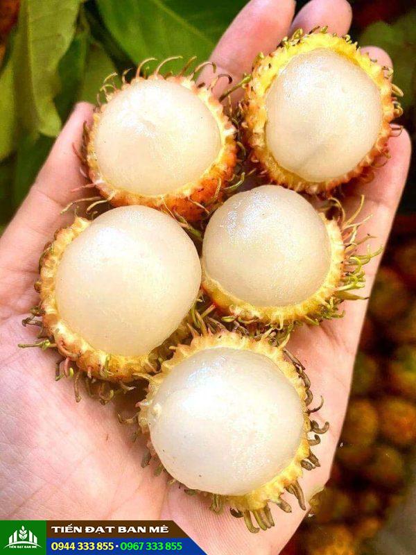 Đặc điểm và kỹ thuật trồng giống chôm chôm nhãn