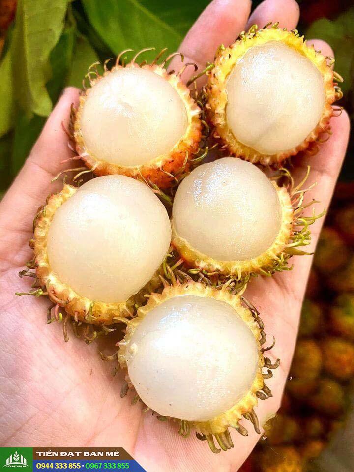 Đặc điểm và kỹ thuật trồng giống chôm chôm nhãn