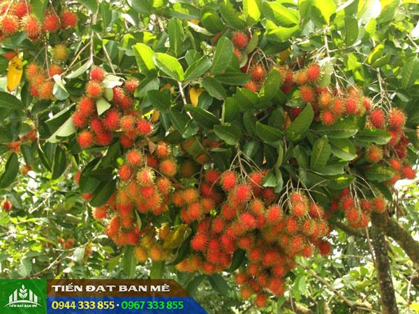 giong_chom_chom_thai Đặc điểm và kỹ thuật trồng chôm chôm Thái