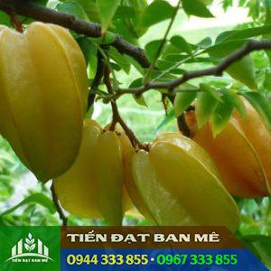 Giống khế chua: Đặc điểm, cách trồng và địa chỉ mua giống