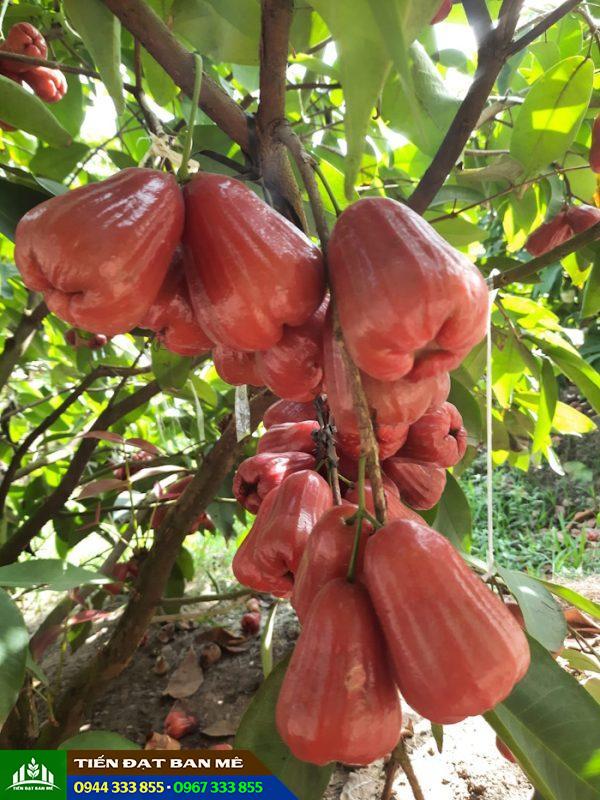 Giống mận An Phước (roi đỏ An Phước)