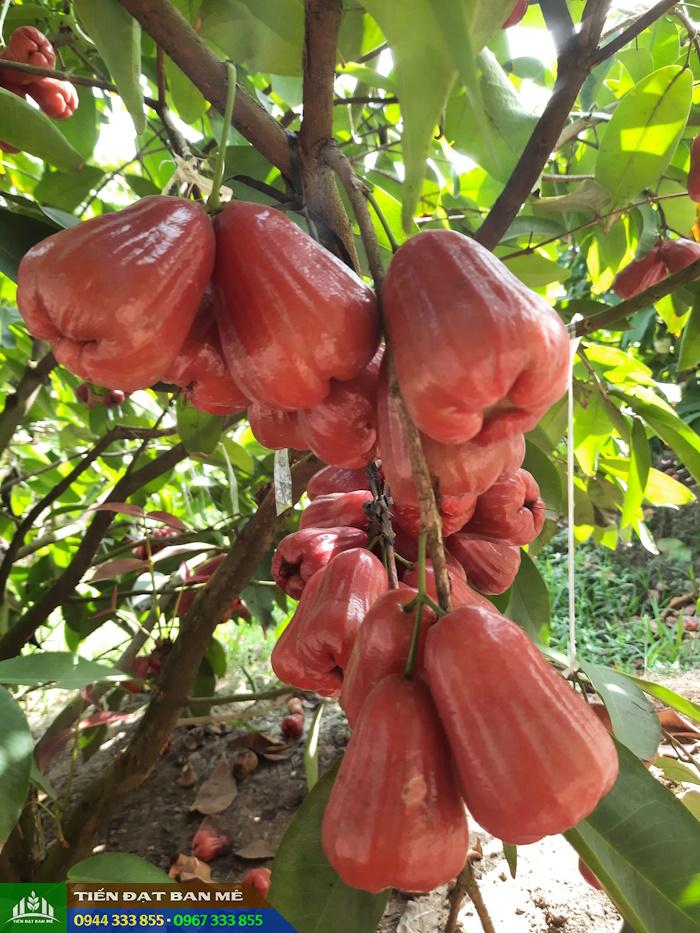 Giống mận An Phước (roi đỏ An Phước)