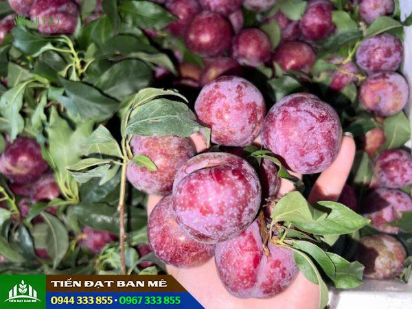 Giống mận hậu (mận bắc, mận Sơn La)