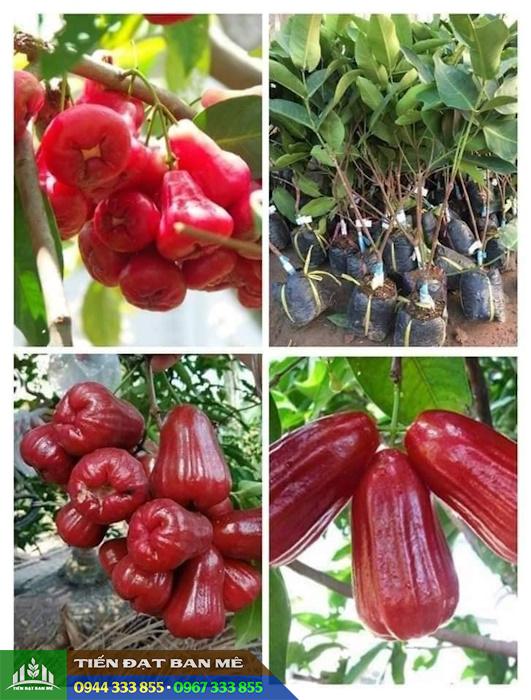 Mua giống mận hồng MST (giống mận hồng Sóc Trăng) ở đâu?
