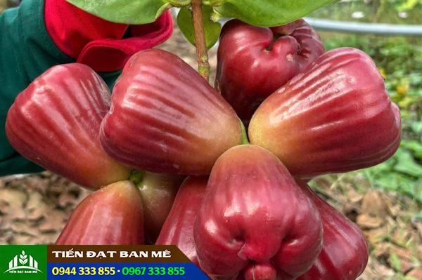Giống mận hồng Sóc Trăng (Mận hồng MST)