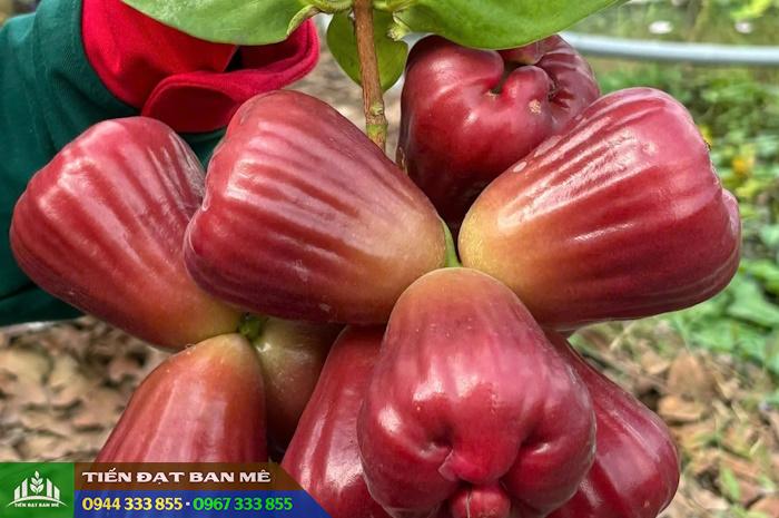 giong_man_hong_soc_trang_man_mst Giống mận hồng Sóc Trăng (Mận hồng MST)