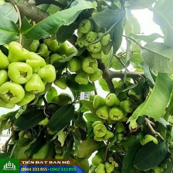 Giống mận Tam Hoa (mận xanh Tam Hoa)