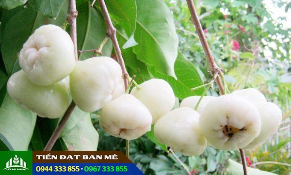 Giống mận trắng (roi trắng, mận sữa)