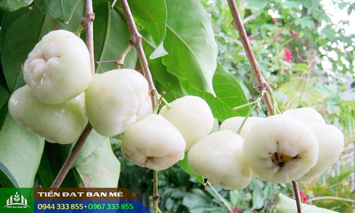 Giống mận trắng (roi trắng, mận sữa)