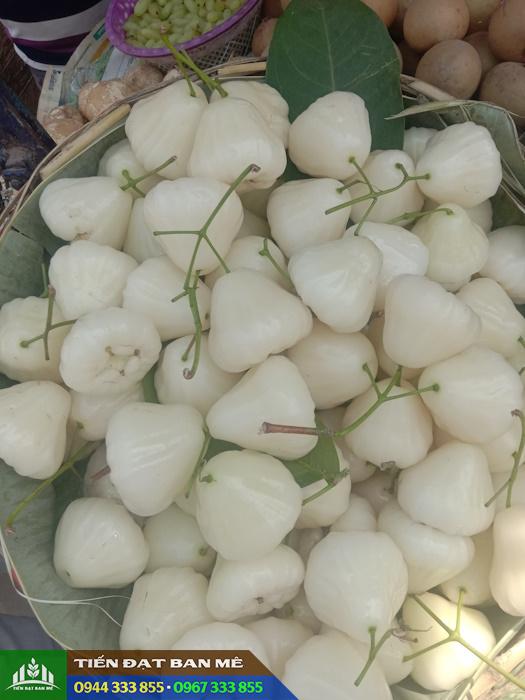 Giống cây mận trắng (giống mận sữa, giống roi trắng)
