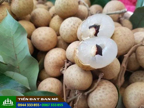 Giống nhãn hương chi: Đặc điểm - Kỹ thuật trồng và nơi bán giống