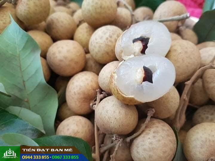 Giống nhãn hương chi: Đặc điểm - Kỹ thuật trồng và nơi bán giống