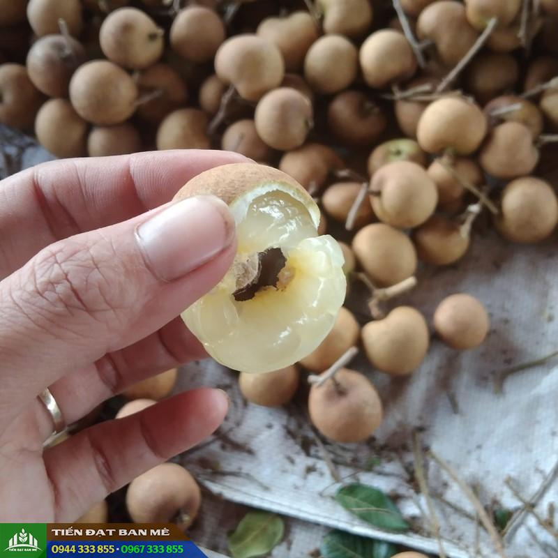 giong_nhan_tieu_da_bo