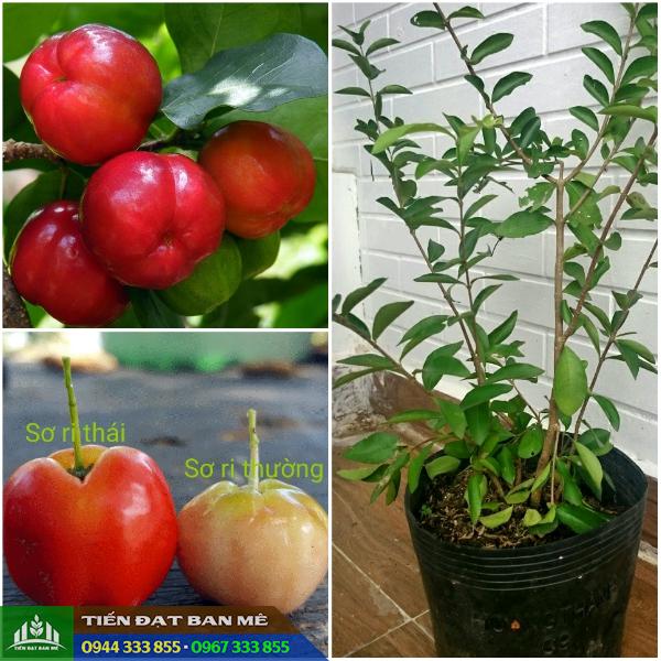 Giống sơ ri Thái: Đặc điểm và địa chỉ mua giống