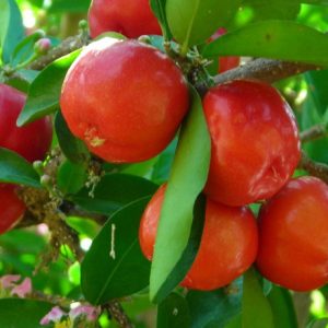 Giá bán và địa chỉ cung cấp giống sơ ri Thái