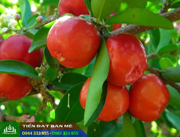 Giá bán và địa chỉ cung cấp giống sơ ri Thái