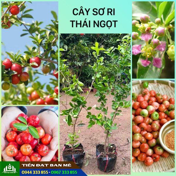 Địa chỉ mua giống sơ ri Thái (sơ ri ngọt)
