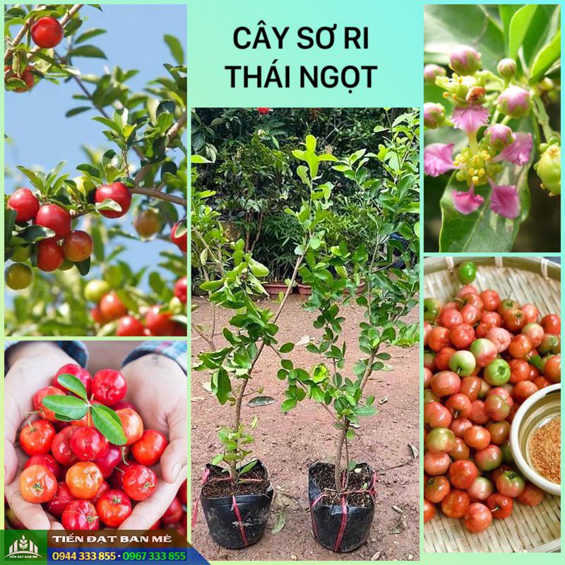 giong_so_ri_thai_so_ri_ngot Địa chỉ mua giống sơ ri Thái (sơ ri ngọt)