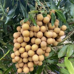 Kỹ thuật trồng nhãn hương chi