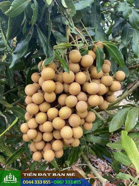 Kỹ thuật trồng nhãn hương chi