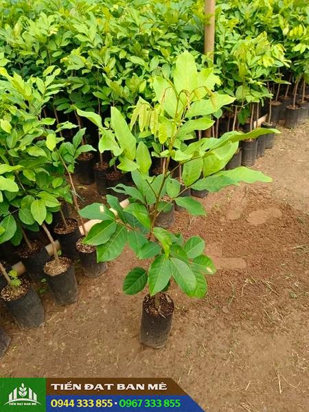 Mua cây giống chôm chôm Thái ở đâu?